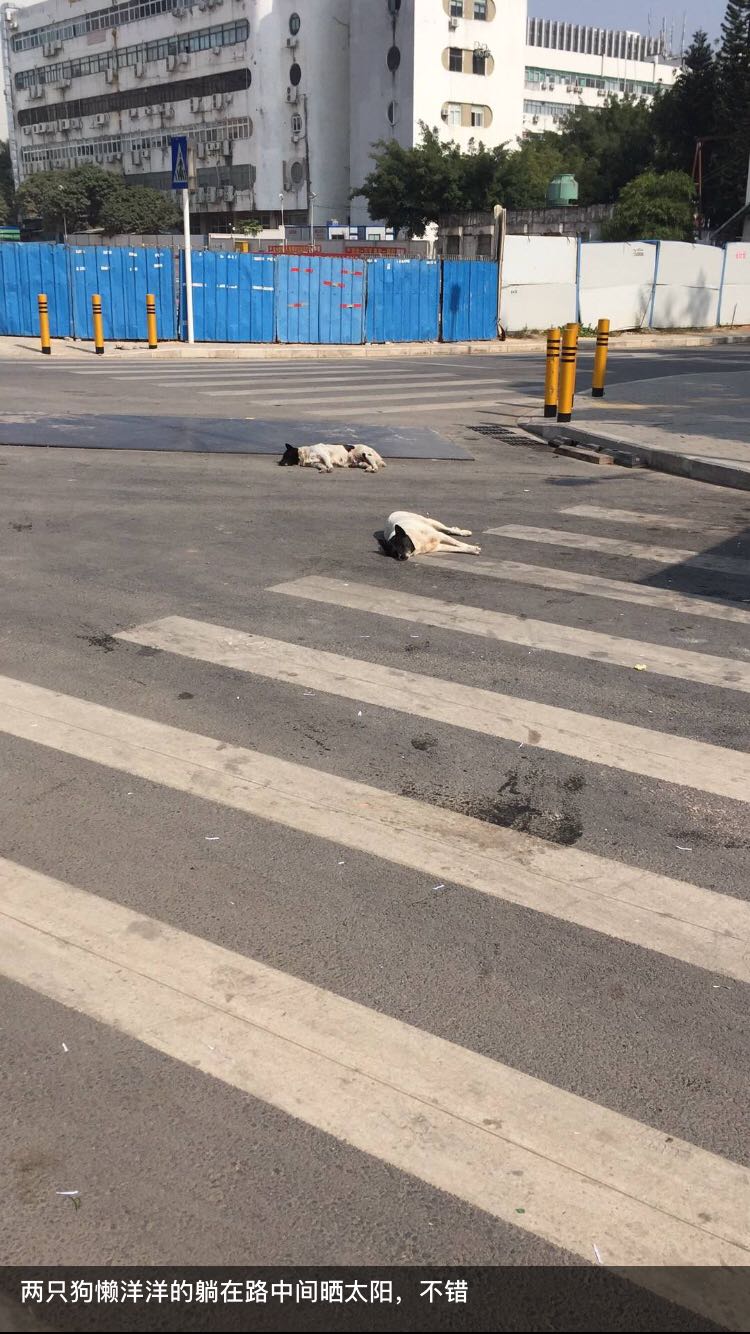 公司倒闭 1 年了,而我当年的项目上了 GitHub 热榜