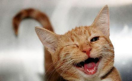 离职半年了,老东家又发 offer,回不回?