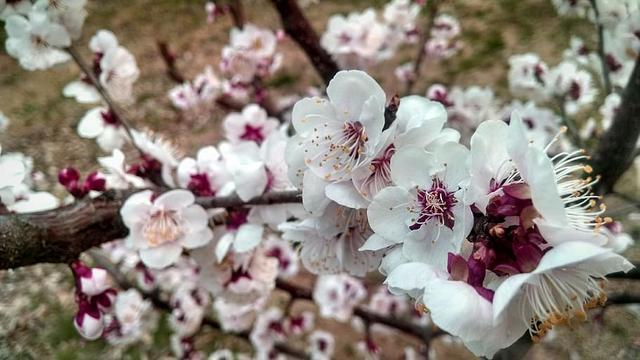 面试官：垃圾回收中GC Root对象有哪几种？